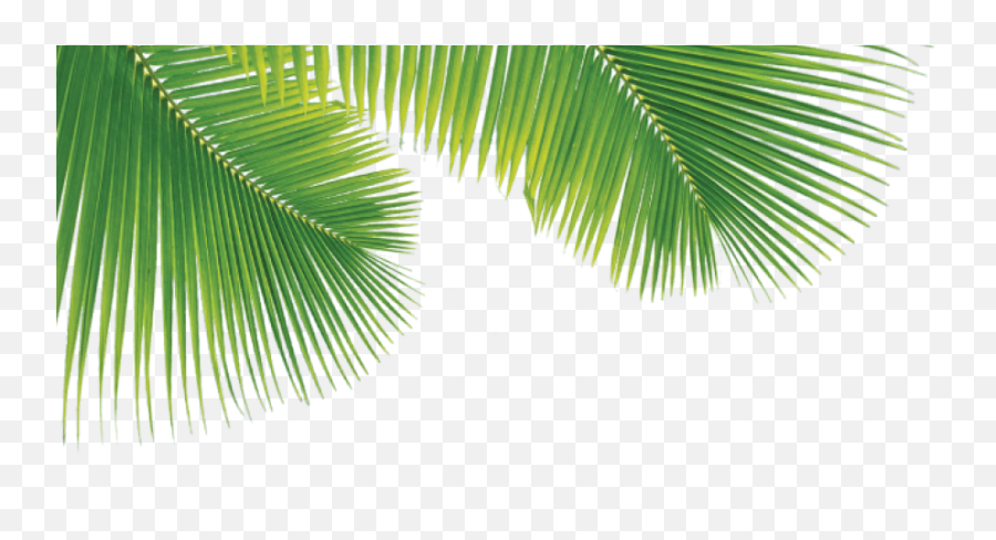 Png Palm Trees Leaves Full Size Download Seekpng - Palm Tree Leaves Png Transparent,Palm Leaves Png
