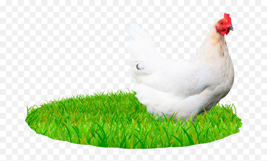 Nature U0026 Respect - Transparent Poultry Farm Png,Hen Png