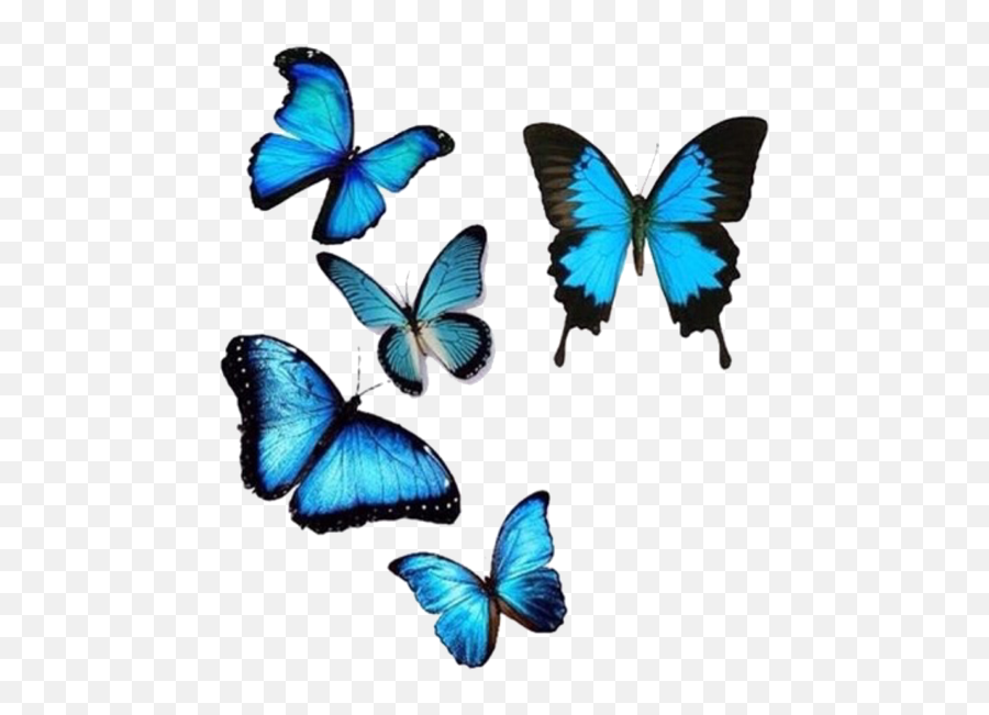 Image About Blue In Editing Needs By Amy - Butterfly Png For Editing,Butterflies Png