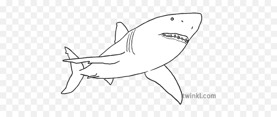 Png Great White Shark Normal Eyes Black - Tiburón En Blanco Y Negro,Great White Shark Png