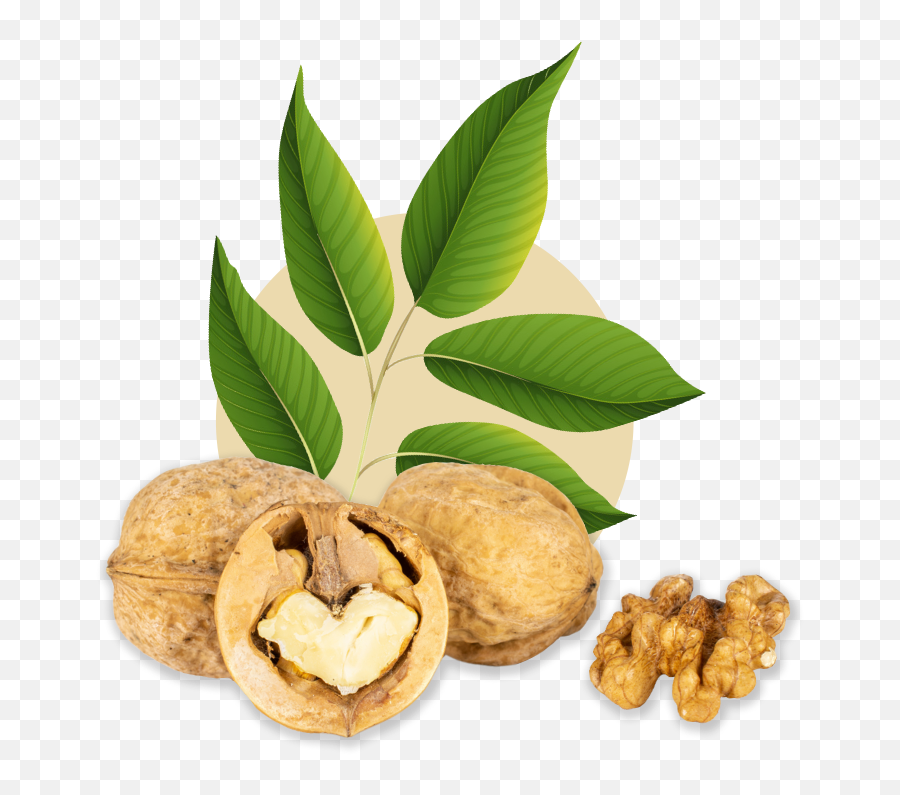 Mixed Halves - Walnut Png,Walnuts Png