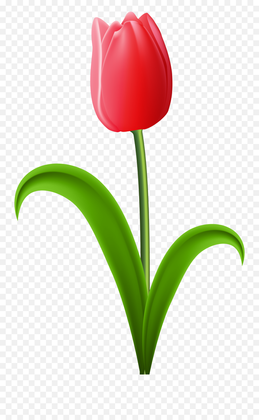 Red Transparent Png Clip - Tulip Clipart Transparent Tulip Clipart Transparent Background,Clipart With Transparent Background