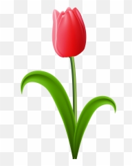 Red Transparent Png Clip - Tulip Clipart Background