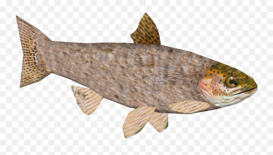 Furry Trout - Rainbow Trout Png,Trout Png