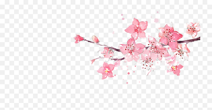 Flower Pink Watercolor Painting - Watercolor Cherry Blossom Free Png,Pink Watercolor Png