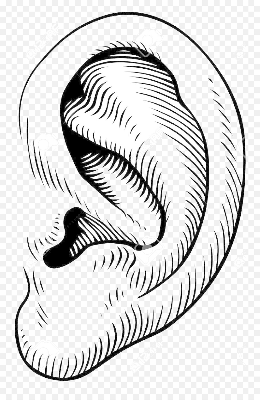 Download Ear Clip Art Transparent Png - Ear Clipart Black And White Png,Ear Transparent