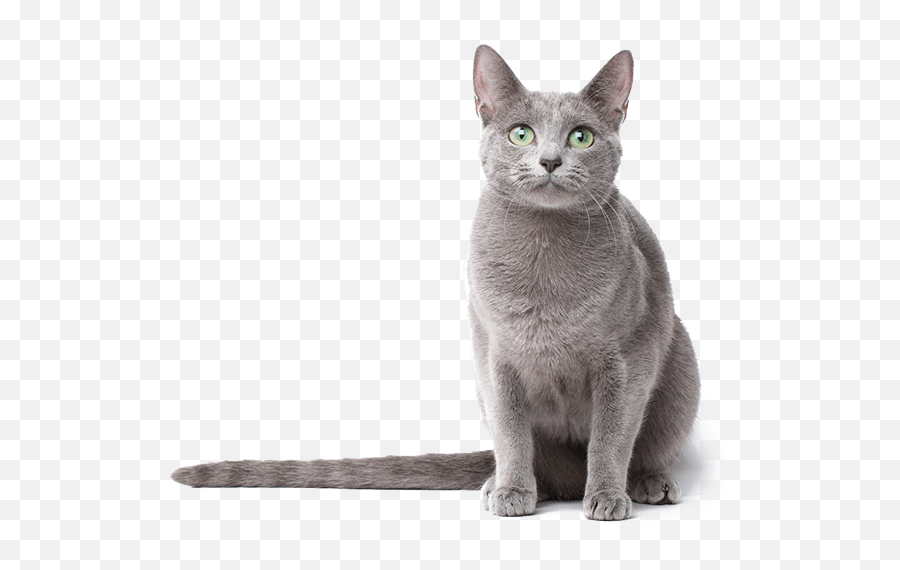 Russian Blue Png U0026 Free Bluepng Transparent Images - Russian Blue Cat Png,Hayden Panettiere Png