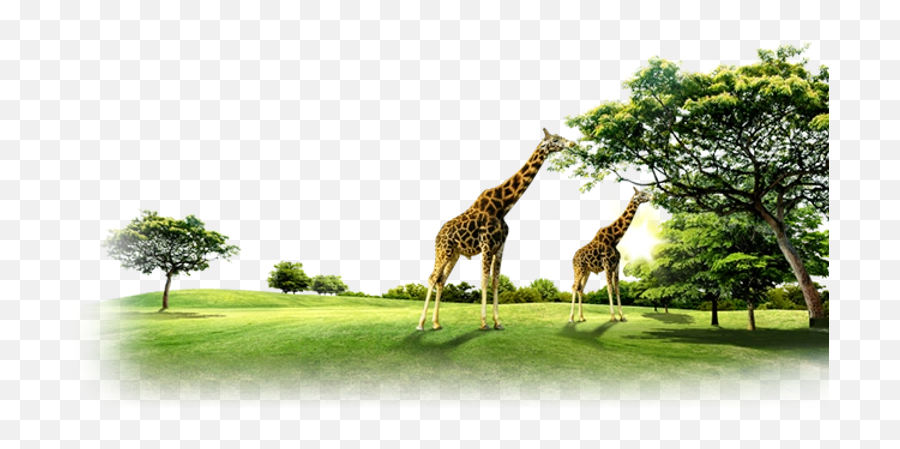 Fullscreen Page Wixtest - Lawn Png,Giraffe Transparent