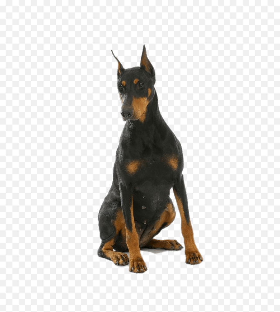 Download Animals - Dobermans Doberman Png Full Size Png Doberman Png,Dog Sitting Png