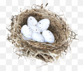 Nest Png - Eggs On The Nest,Nest Png