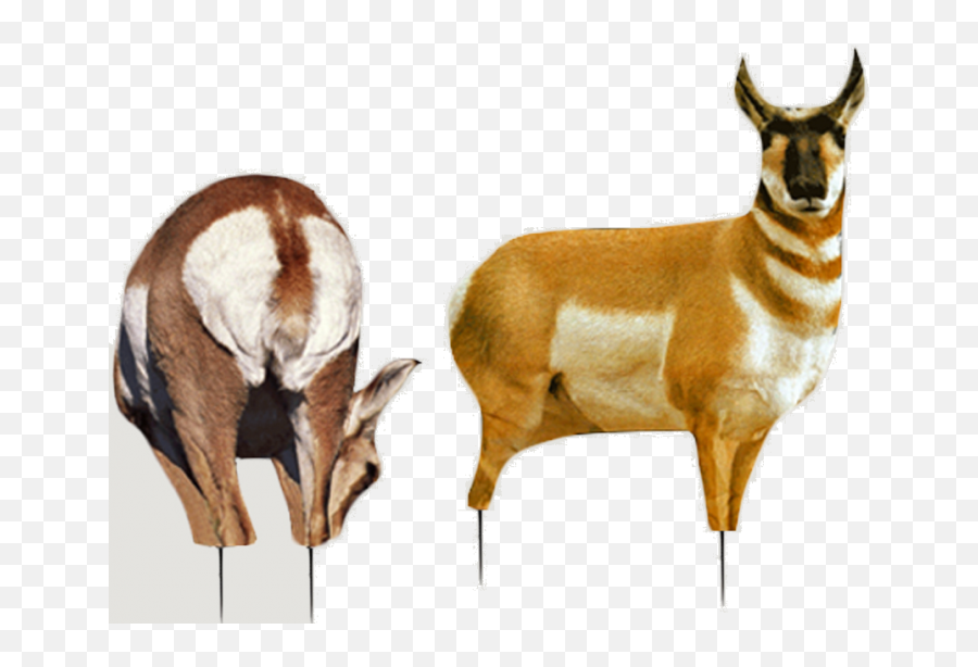 Montana Decoy Antelope Buck Doe - Montana Decoy Antelope Png,Doe Png