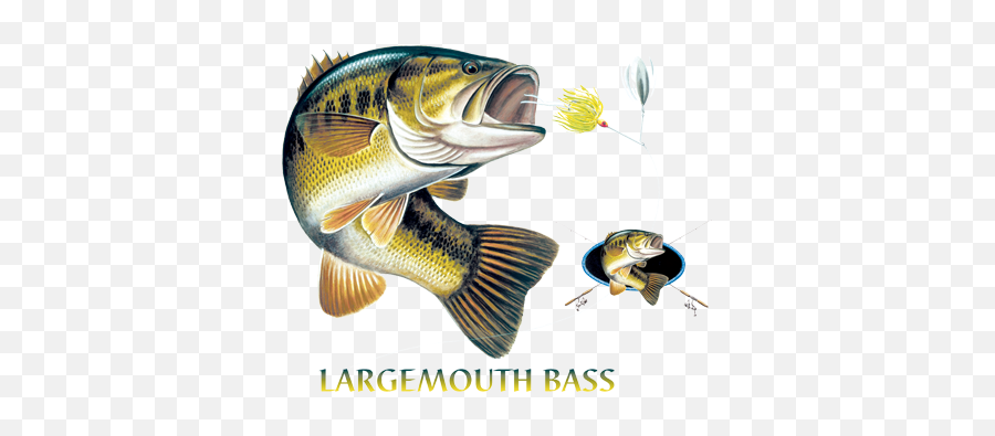 Largemouth Bass Combination - Largemouth Bass Profile Png,Largemouth Bass Png