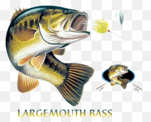 Largemouth Bass Combination - Largemouth Bass Profile Png,Largemouth Bass Png