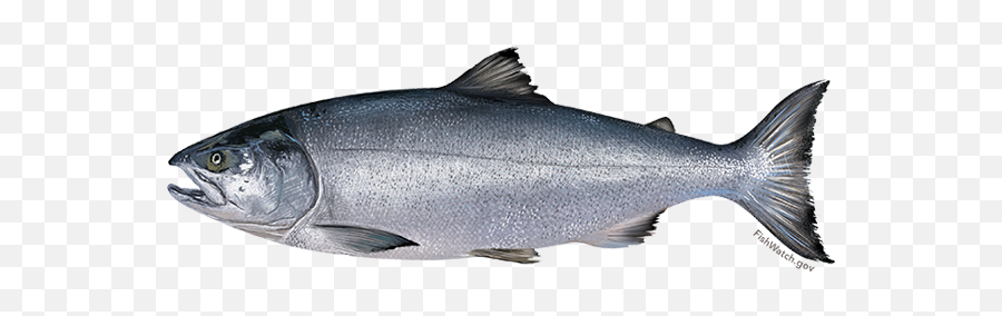 Chum Salmon - Pangasius Hypophthalmus Png,Salmon Transparent Background
