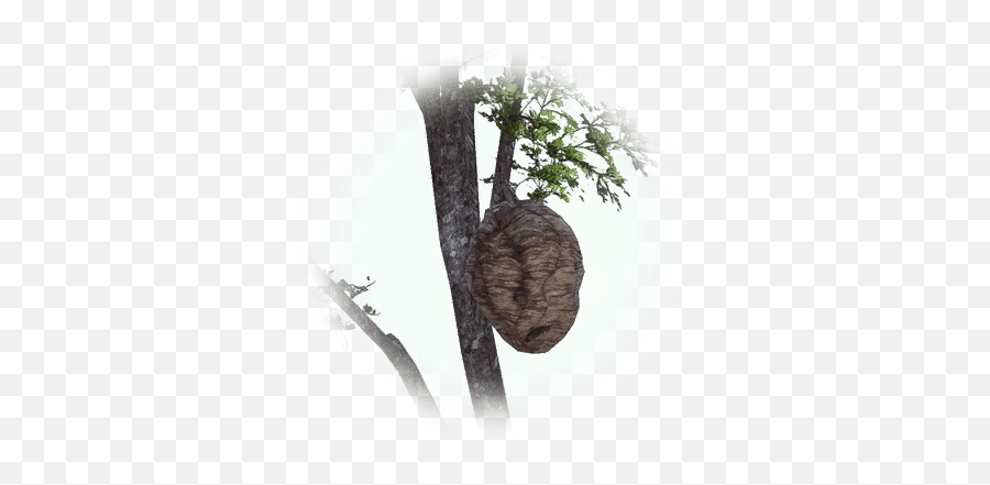 Bdo Beehive Bddatabasenetusnpc24113 - Wild Beehive Bdo Png,Beehive Icon