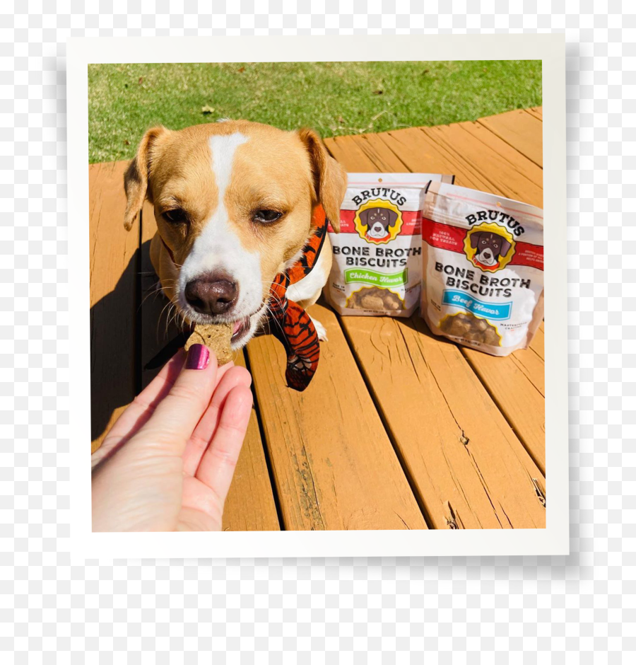 Brutus Bone Broth Biscuits - Chicken U2013 Brutusbrothcom Dog Food Png,Lol Cat/dog Icon