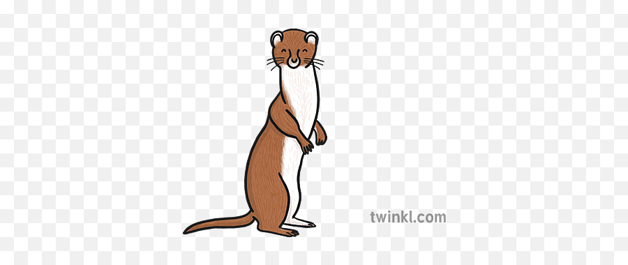 Weasel Pop Amapita The Illustration - Twinkl Animal Figure Png,Weasel Icon