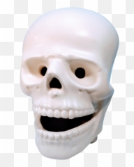 Vintage Atlantic Mold Company Atribued Bone Head Face Facial Skull Skeleton - png