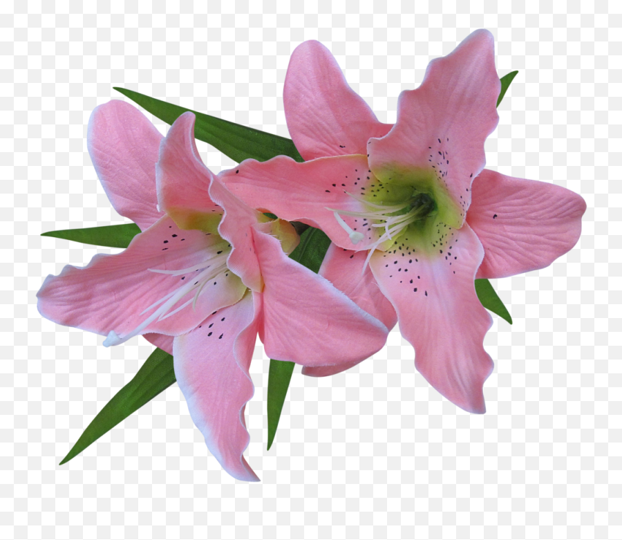 Flower Easter Lily Clip Art - Transparent Pink Lily Flower Lilies Flowers Transparent Background Png,Easter Lily Png