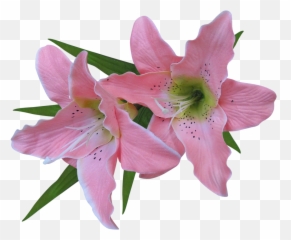 Flower Easter Lily Clip Art - Transparent Pink Lily Lilies Flowers Background png
