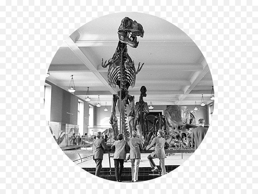 Tyrannosaurus Rex Fossil Exhibit American Museum Of - T Rex Exhibit Amnh Png,Dinosaur Skull Png
