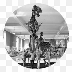 Tyrannosaurus Rex Fossil Exhibit American Museum Of - T Rex Exhibit Amnh Png,Dinosaur Skull Png