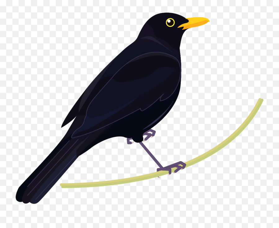 Graphics Bird Icons Colour Set 2 - Gagnapakkar Manaaki Common Blackbird Png,Parrot Icon