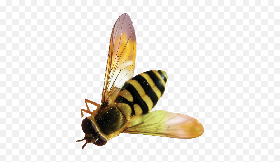 Bee Transparent Background Free Png - Bee Png Transparent,Bee Transparent Background