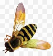 Bee Transparent Background Free Png