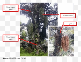 Palm Frond Png - Morphology Of Sugar