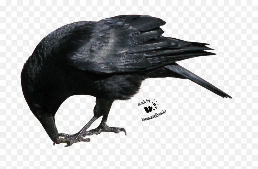Crow Png Transparent Picture - Crows Eating Png,Crow Transparent