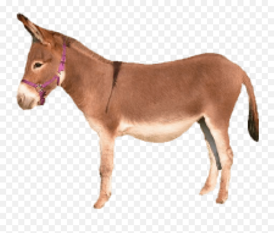 Free Png Donkey Images Transparent - Brown Donkey Png,Donkey Png