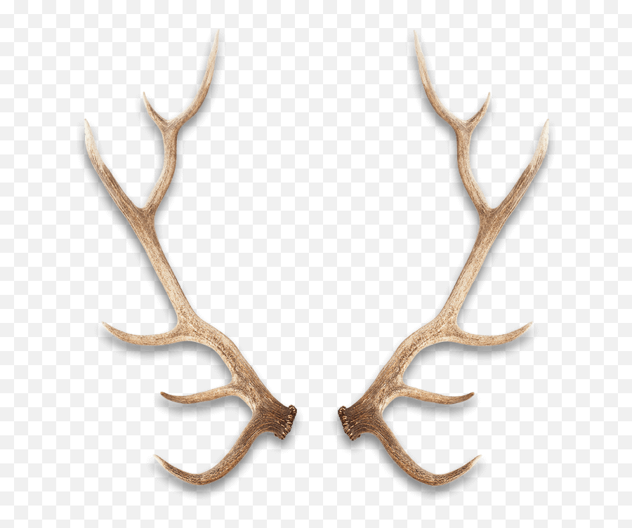 Wild Antlers - Wild Antlers Chifre Fundo Branco Png,Antlers Png