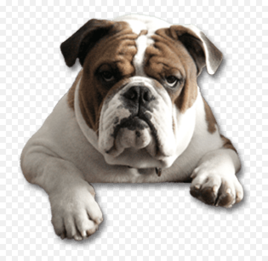 Bull Dog Png Picture - Transparent Background Bulldog Png,Bulldog Transparent