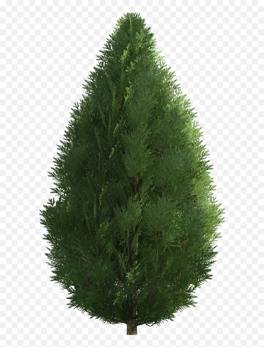 Cypress Png Transparent - Juniperus Chinensis Tree Png,Cypress Tree Png