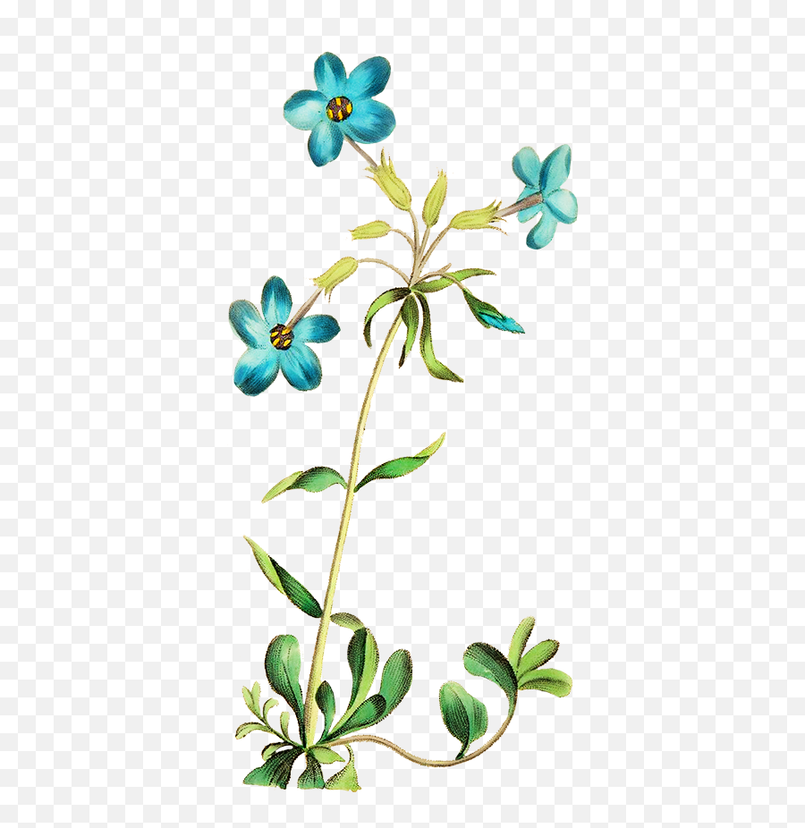 Digital Scrapbooking Flowers - Teel Blue Flower Clipart Png,Blue Flower Png