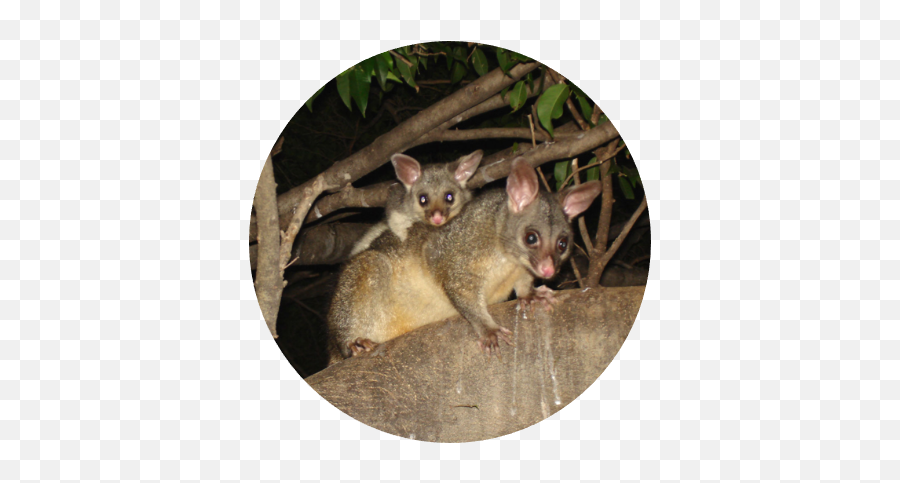 Animal Facts - Possums Safe Animal Squad Together We Can Common Brushtail Possum Png,Possum Transparent