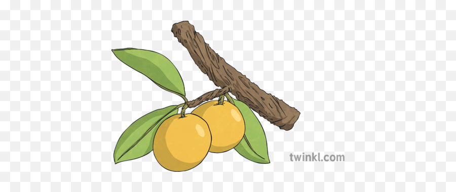 Sour Plum Ximenia Americana Indiginous South African - Yellow Plum Png,African Tree Png
