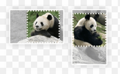3 Best Tinypng Alternatives - Animais Em Vias De Extinção,Tiny Png