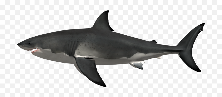 History Car Week Shark Metaphrenie - Megalodon E Tamanho Da Boca Png,Great White Shark Png