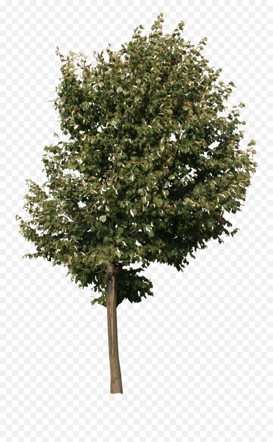 Small City Tree Png