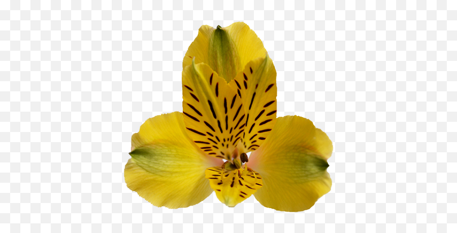 Shakira - Lily Of The Incas Png,Shakira Png