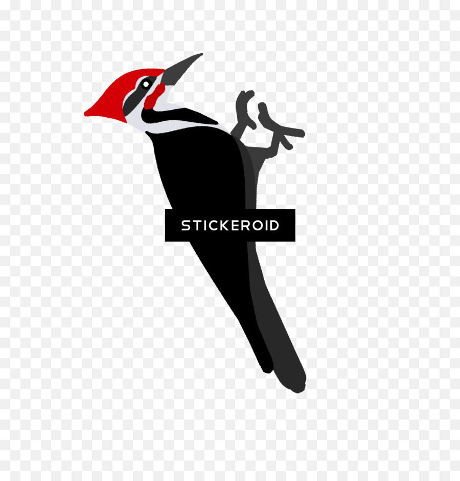 Pileated Woodpecker Transparent Png - Pileated Woodpecker Clipart,Woodpecker Png