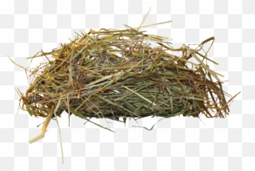 Download Hd Bird Nest Png - Birds Nest Free Png,Nest Png