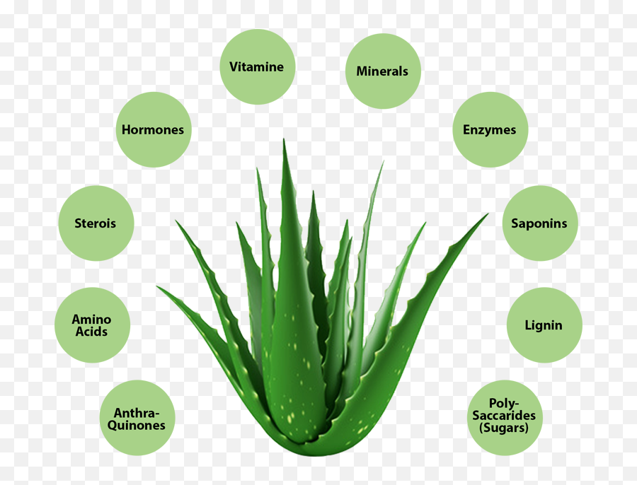 Aloe Vera Benefits - Contents Of Aloe Vera Png,Aloe Vera Plant Png