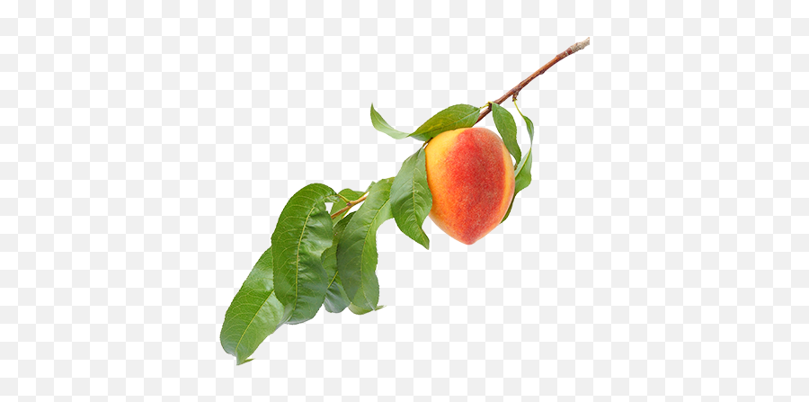 Download Peach Flavor - Peach On Tree Png,Branch Png