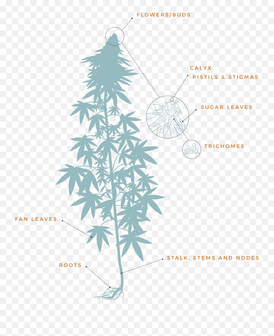 Introduction To Cannabis Anatomy Of A Plant - Cannabis Plant Anatomy Diagram Png,Marijuana Plant Png