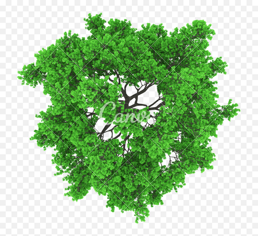 Tree Aerial View Png - Tree Aerial View Png,Tree Top View Png