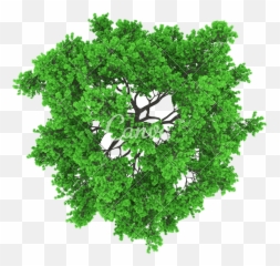 Tree Aerial View Png