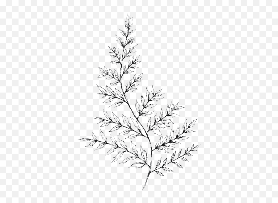 Twig Briar Is A Floral Design Studio - Fern Drawing Png,Twigs Png